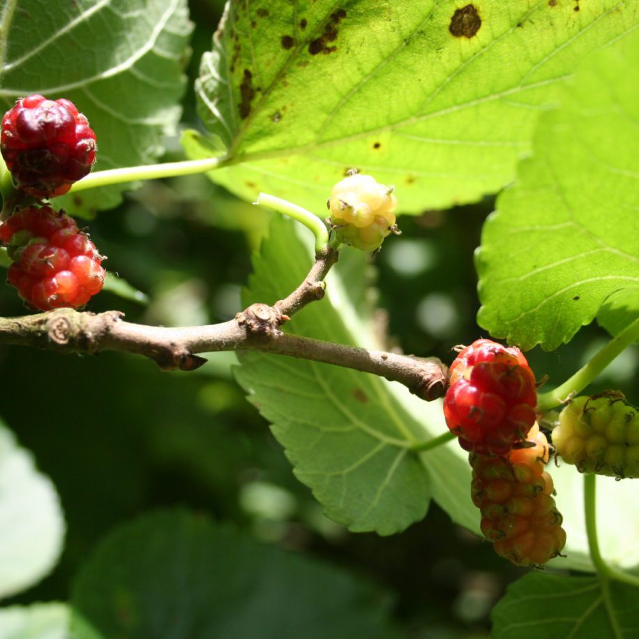 Mulberry Trees – Foxhead Farm Hunting Preserve